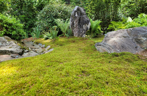 Zen Moss Garden