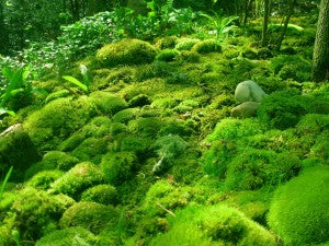 What is MOSS? – MountainMoss