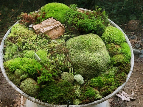 Mountain Moss Container Project Atlanta
