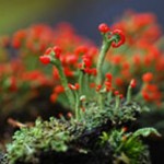Cladonia crystatella - Lichen