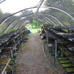 Mountain Moss-Container Production-Cold Frame