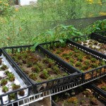 Mountain Moss-Moss Cultivation Research-Trays