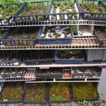 Mountain Moss-Moss Cultivation-Shelves