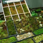 Mountain Moss-Green Roof research