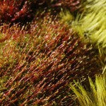 Mountain Moss-Sun Mosses-Ceratodon-Ditrichum
