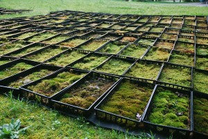 Mountain Moss-Mossery Container Production