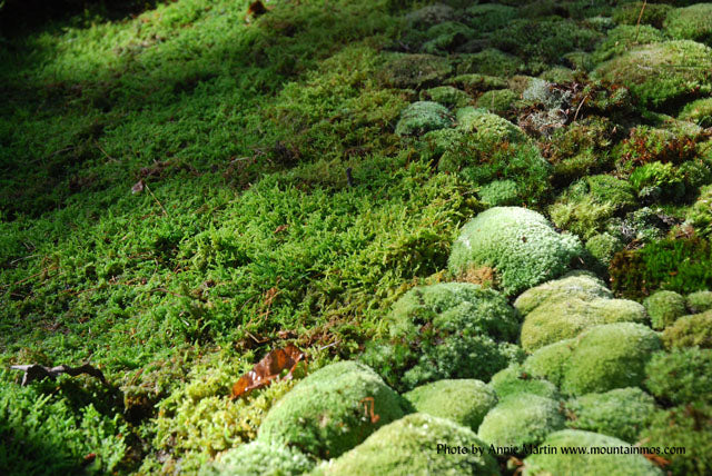 Moisture and Mosses – MountainMoss