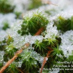 MountainMoss_Moss4Day11_PolytrichumSnow_WEB