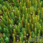 MountainMoss_Moss4Day1_Polytrichum_WEB