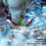 MountainMoss_Moss4Day28_PolytrichumIcicle_WEB