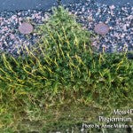 MountainMoss_Moss4Day29_Plagiomnium_cuspidatum_WEB