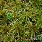 MountainMoss_Moss4Day2_Climacium_americanum_WEB