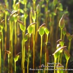 MountainMoss_Moss4Day34_PolytrichumCalyptra_JeffHollett