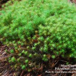 MountainMoss_Moss4Day41_PolytrichumColony_WEB