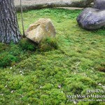 MountainMoss_Moss4Day50_MegaMossMain_WEB