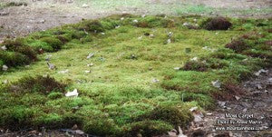 MountainMoss_Mossery_MossCarpet_WEB