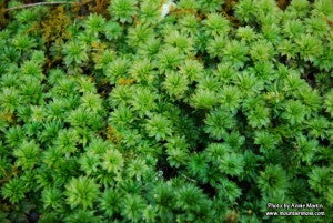 MountainMoss_Rhodobryum_ontariense_AnnieMartin_WEB