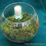 Terrarium Big Bowl Tall Candle-1