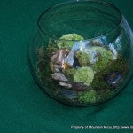 Live Moss Terrarium - Barnacle Mountain : r/terrariums