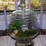 Terrarium Ginger-2