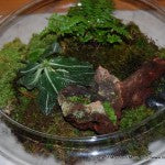 Live Moss Terrarium - Barnacle Mountain : r/terrariums