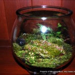 Terrarium-Open-2