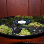 Terrarium-Zen Black Plate-1