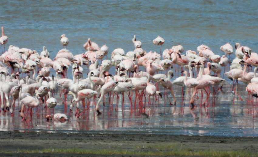 Flamingo en Lago Ngorongoro