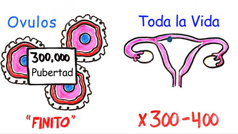 infertilidad mujer Ovulos Producidos