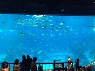 Places to go this Weekend: S.E.A Aquarium (BYKidO Moments)