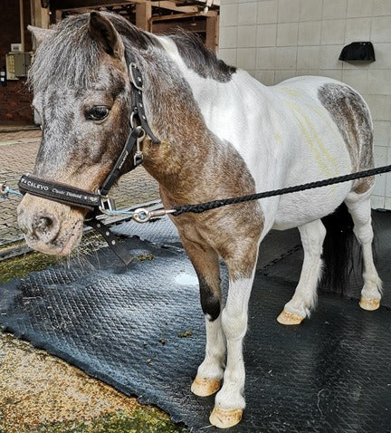 Friends of Horses Fair 2019 - Lively Fun Fair Filled with Interesting Games & Activities!