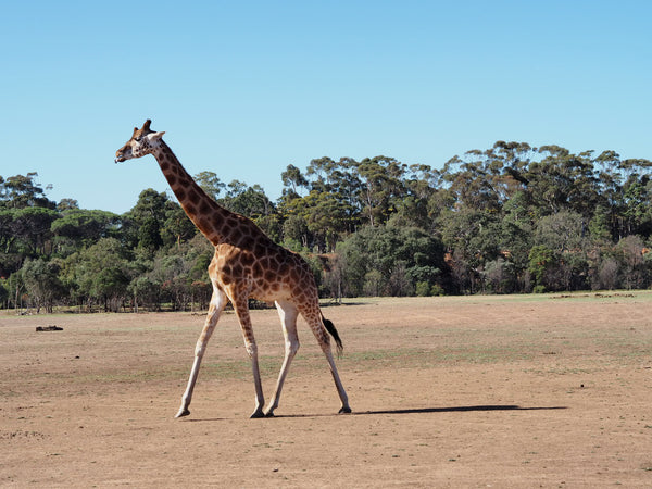 BYKidO Moments: Mummy XY Goes to Melbourne with Her Little Ones!