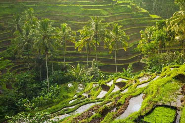 6 Short Family-Friendly Getaways from Singapore - Bali rice paddy