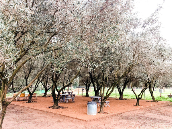 Communal picnic area