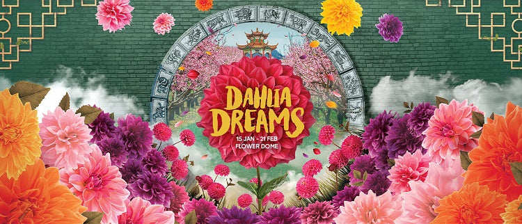 Dahlia Dreams 2021