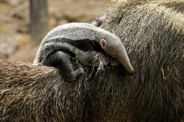 Anteater pup