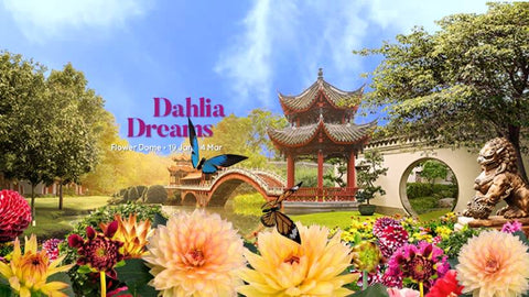 Things to do this Weekend: Step into the Land of Dahlia Dreams @ Gardens by the Bay with Your LOs!