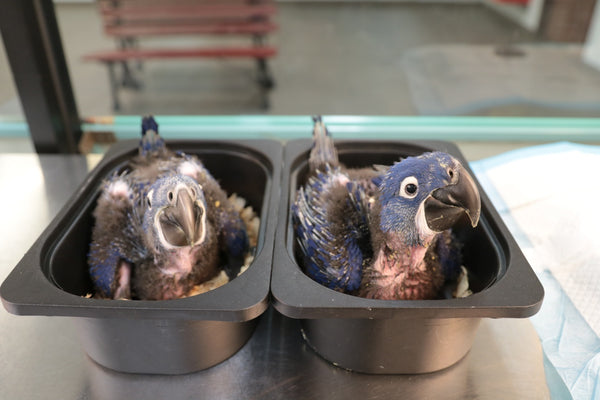 Hyacinth macaw chicks