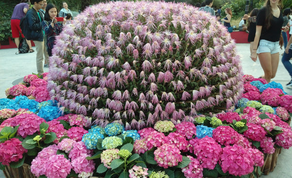 Things to do this Weekend: Step into the Land of Dahlia Dreams @ Gardens by the Bay with Your LOs!
