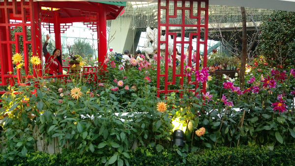 Things to do this Weekend: Step into the Land of Dahlia Dreams @ Gardens by the Bay with Your LOs!