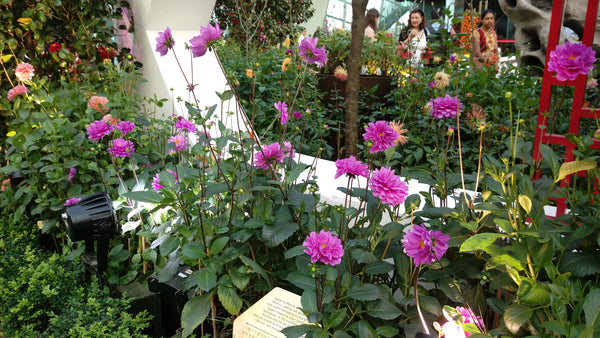 Things to do this Weekend: Step into the Land of Dahlia Dreams @ Gardens by the Bay with Your LOs!