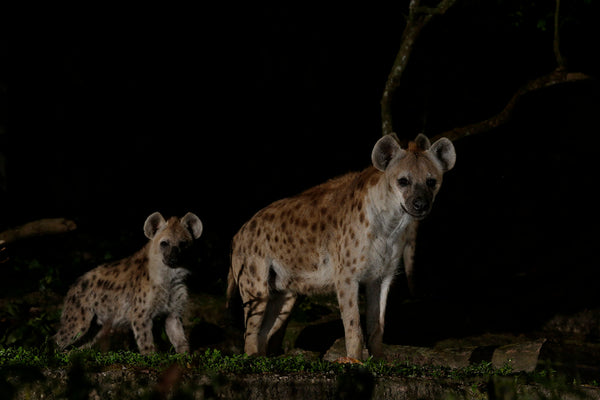 Spotted Hyena Feeding