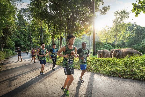 safari zoo run