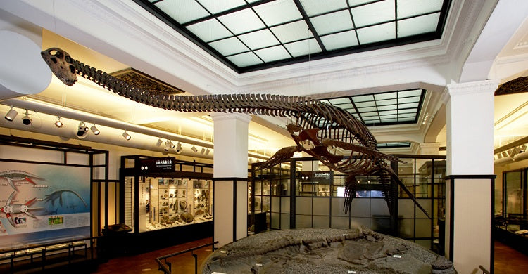 Noteworthy Museums to Explore from Home - National Museum of Nature and Science