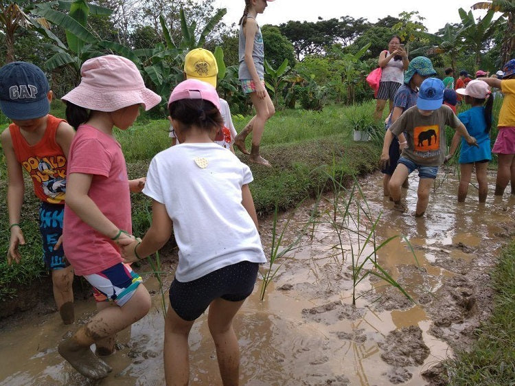 Paddy Planting in Paradise!