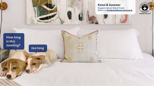 SPCA – Background Homes