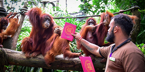 Things to do this Weekend: Join the Wildlife of Singapore with Your LOs in Celebrating this Chinese New Year! - SZ