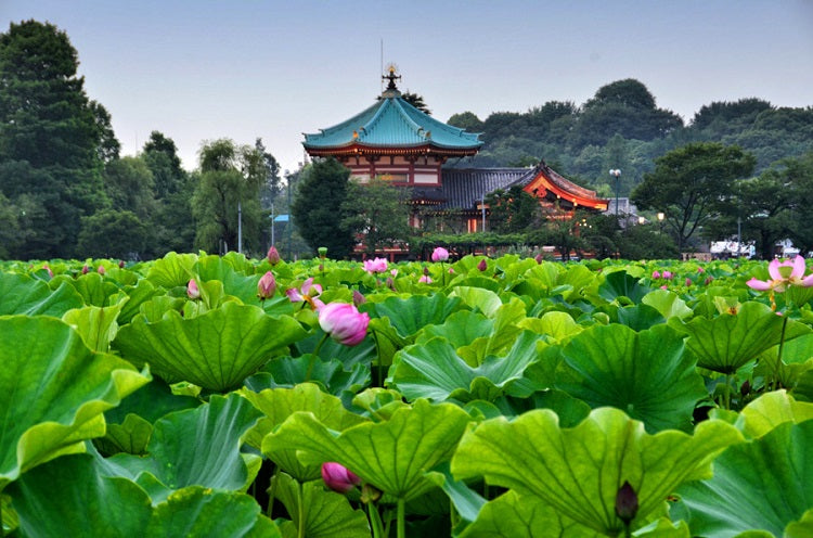 Ueno Park - Shinobazu Pond