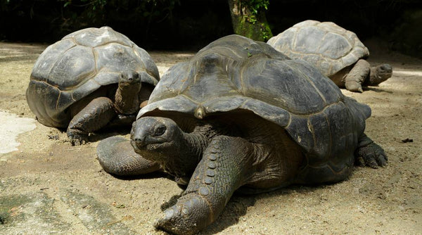 Singapore Zoo