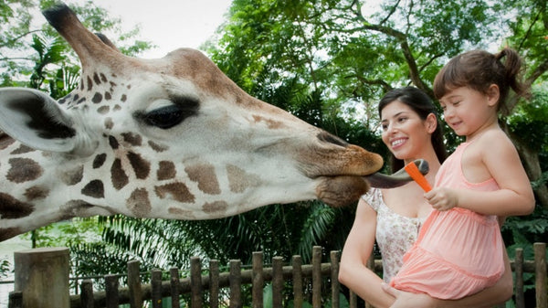 Take a Walk on the Wild Side with Singapore Zoo’s Wild Discoverer Tour